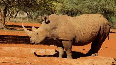 濒临灭绝的白色犀牛南非洲